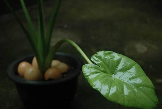滴水觀音開花後怎麼辦,及時修剪/注意溫度光照忌積水