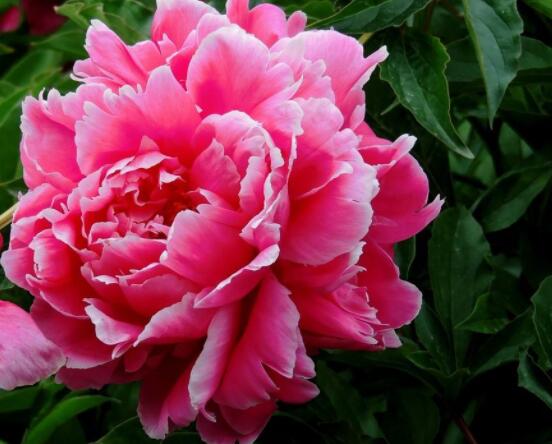 芍藥花如何養護,教你最重要五個養殖技巧(花枝豔麗)