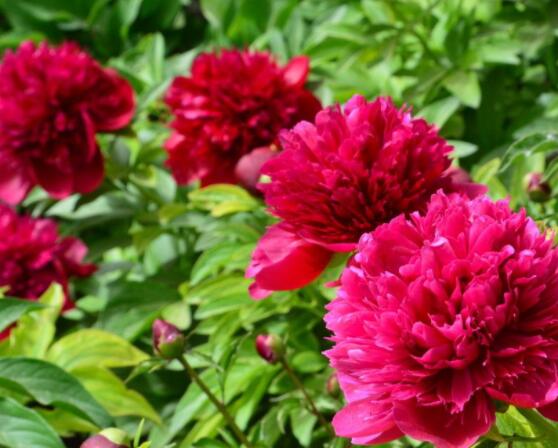 芍藥花如何養護,教你最重要五個養殖技巧(花枝豔麗)
