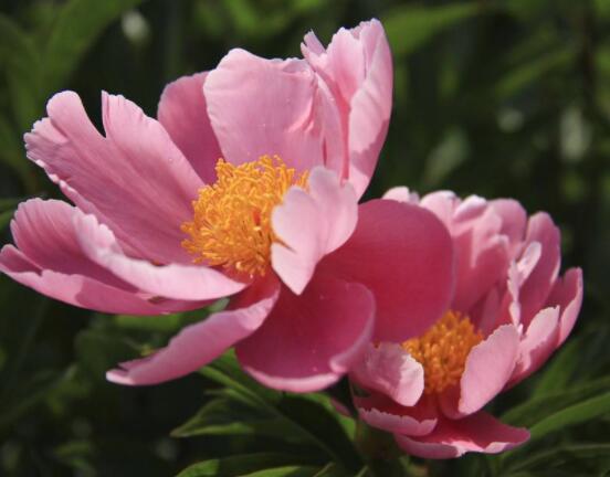 芍藥花如何養護,教你最重要五個養殖技巧(花枝豔麗)