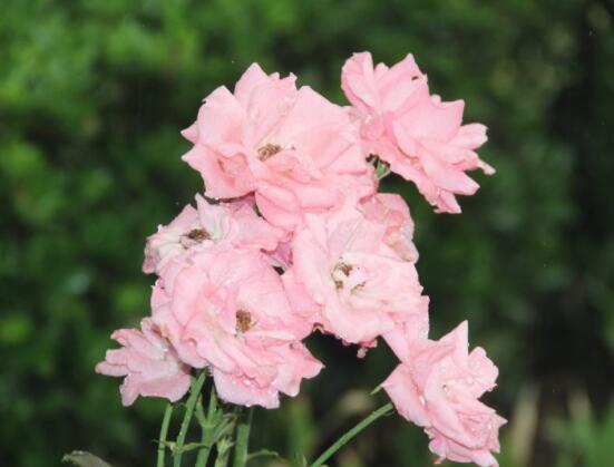 薔薇花的花語是什麼,代表著一種思念的愛/不同顏色不同花語