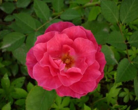 薔薇花的花語是什麼,代表著一種思念的愛/不同顏色不同花語