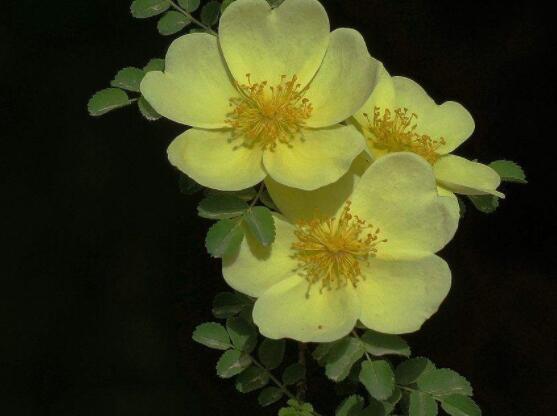 薔薇花的花語是什麼,代表著一種思念的愛/不同顏色不同花語
