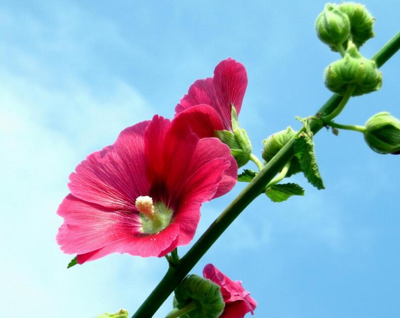 木芙蓉花的病蟲害防治，對症下藥很重要