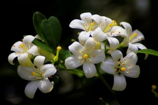 九裏香為什麼不開花,四種原因以及解決方法