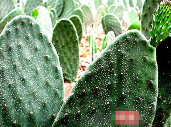 仙人掌怎麼移植,用土覆蓋全根係、壓實土壤固定