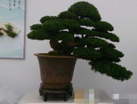 羅漢鬆盆景怎麼摘心，修剪頂部的生長點(樹梢枝為10厘米最佳)