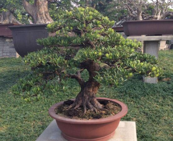 羅漢鬆盆景怎麼摘心，修剪頂部的生長點(樹梢枝為10厘米最佳)