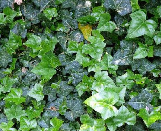 常春藤葉片幹枯怎麼辦，四種原因以及解決方法