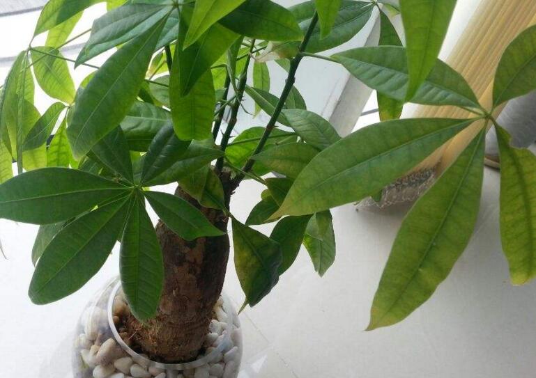 發財樹多粗才砍頭,長到15cm寬度的時候就要進行