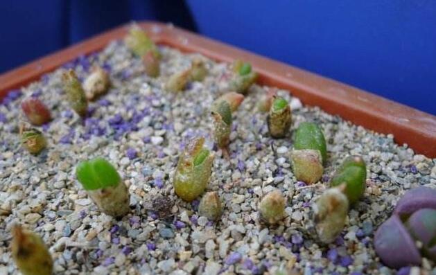 碧光環怎麼繁殖,分播種和扡插兩種方法