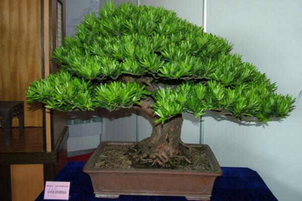 日本羅漢鬆的養殖方法，四個要點教你養日本羅漢鬆