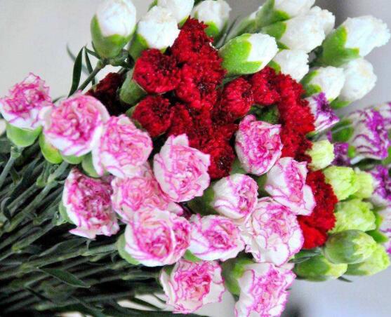 康乃馨的作用，淨化空氣、美化環境(五個要點)