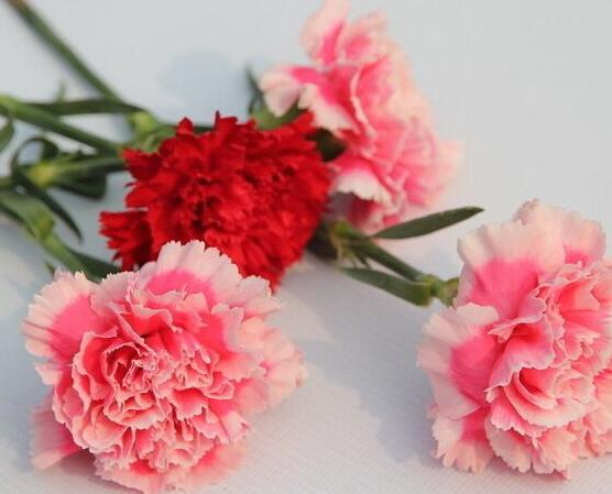 康乃馨的作用，淨化空氣、美化環境(五個要點)