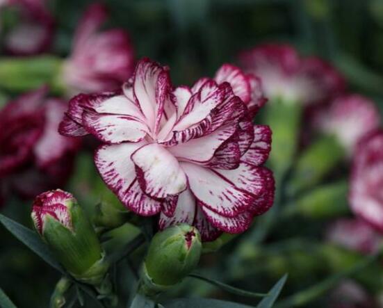 康乃馨的作用，淨化空氣、美化環境(五個要點)