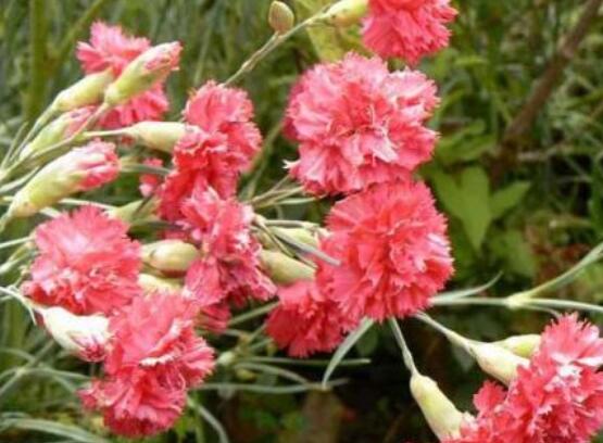 康乃馨的作用，淨化空氣、美化環境(五個要點)