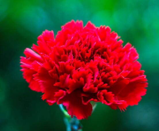 康乃馨的作用，淨化空氣、美化環境(五個要點)