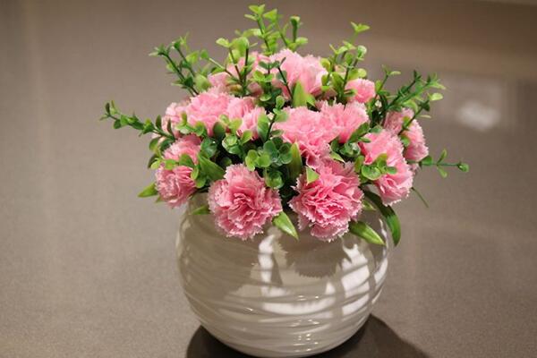 怎麼讓康乃馨快速開花，康乃馨快速開花技巧