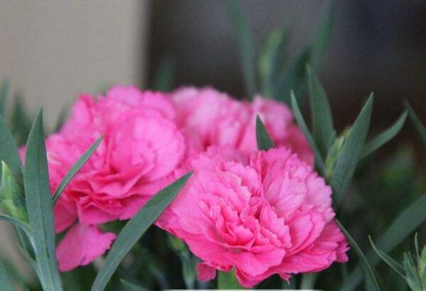 怎麼讓康乃馨快速開花，康乃馨快速開花技巧