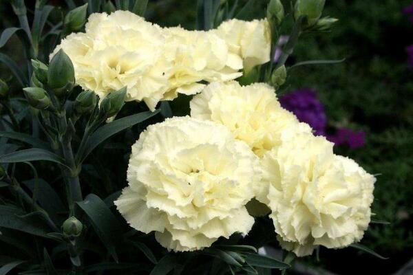 怎麼讓康乃馨快速開花，康乃馨快速開花技巧