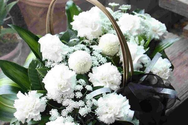 怎麼讓康乃馨快速開花，康乃馨快速開花技巧