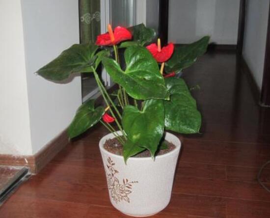 紅掌怎麼修剪，教你五個簡單易學步驟(花開爆盆)