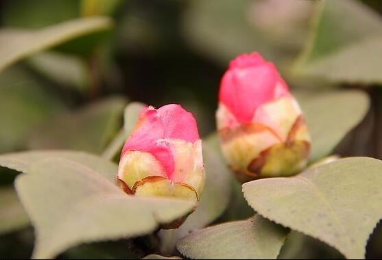 茶花有蕾不開花怎麼辦，三種原因以及解決方法
