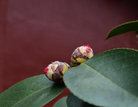 茶花有蕾不開花怎麼辦，三種原因以及解決方法