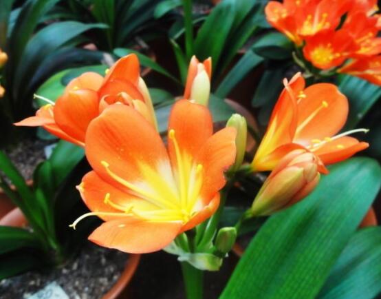 君子蘭開花前怎麼養護,隻需要做好四個要點即可(花大色豔)