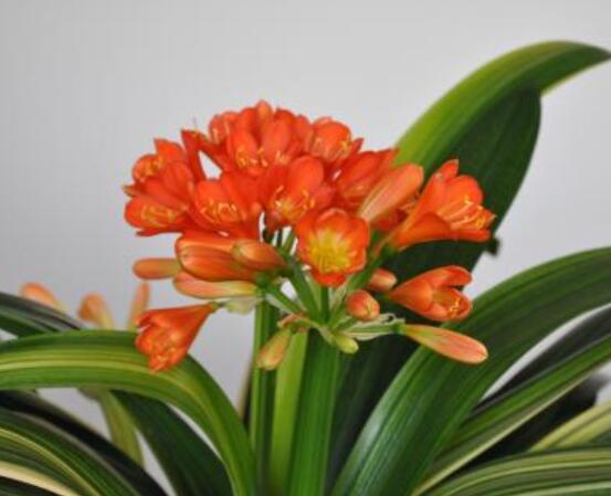 君子蘭開花前怎麼養護,隻需要做好四個要點即可(花大色豔)