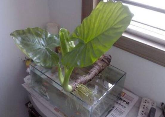 滴水觀音在水裏怎麼養,做好六點養殖方法水培爆盆