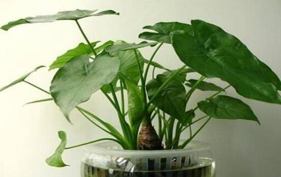 滴水觀音在水裏怎麼養,做好六點養殖方法水培爆盆