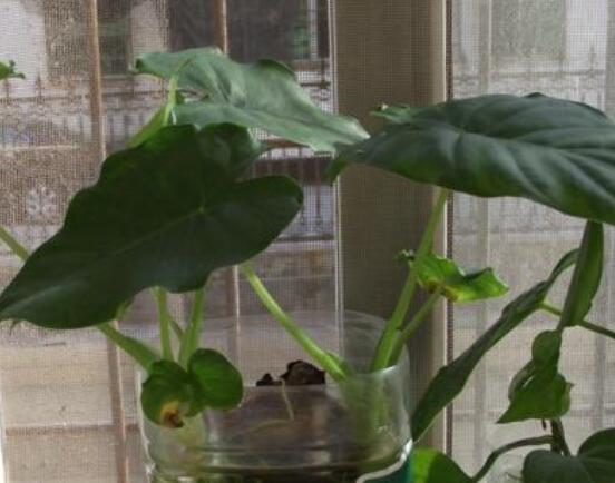 滴水觀音在水裏怎麼養,做好六點養殖方法水培爆盆