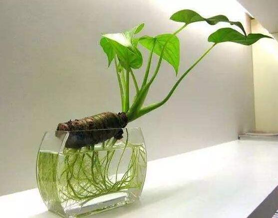 滴水觀音在水裏怎麼養,做好六點養殖方法水培爆盆
