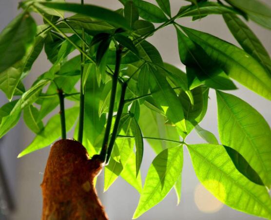 發財樹在家中怎麼擺放,教你五個最合適擺放位置(財源廣進)