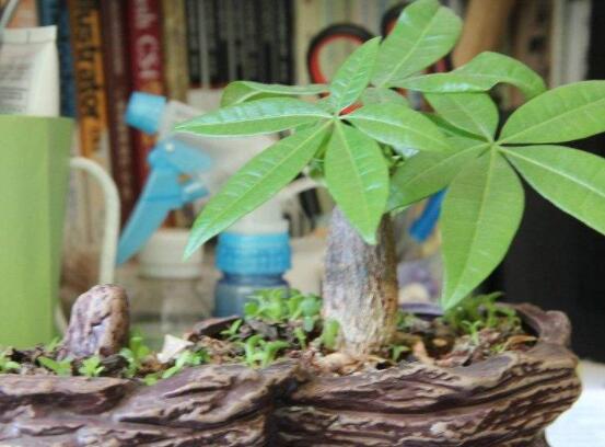 發財樹在家中怎麼擺放,教你五個最合適擺放位置(財源廣進)