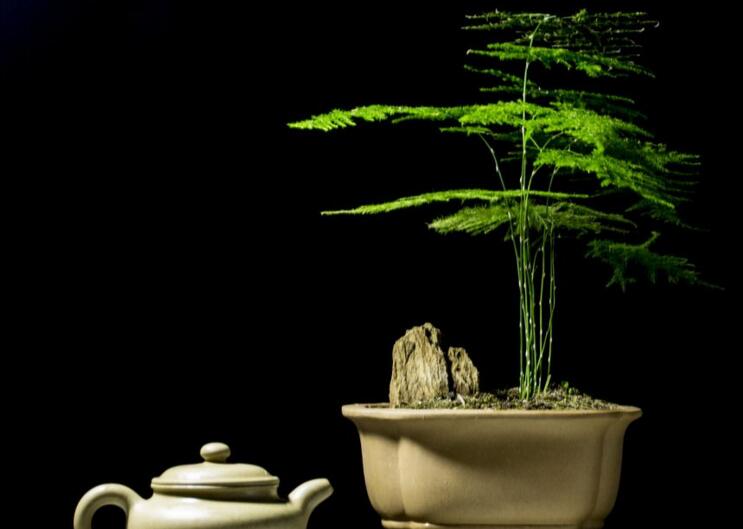 矮文竹怎麼澆水，不合理的澆水會導致根部腐爛