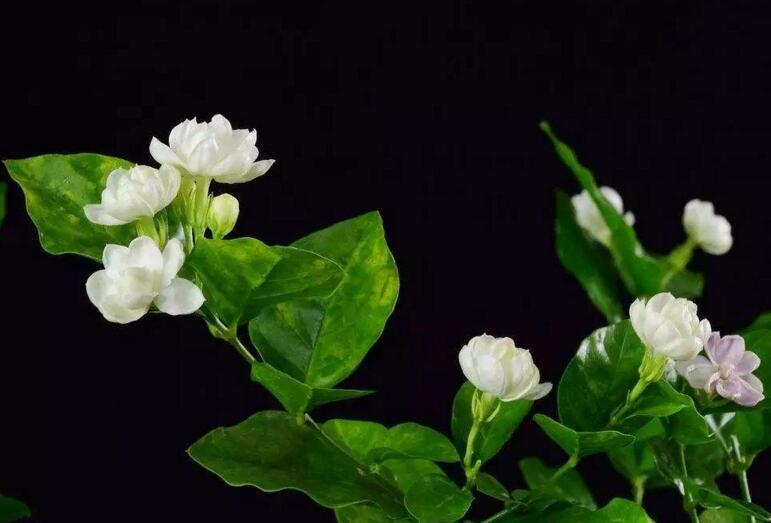 茉莉花開花後怎麼辦,要及時修剪和施肥等3個方麵的養護