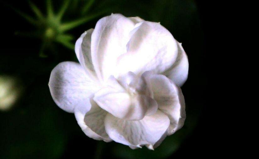 茉莉花開花後怎麼辦,要及時修剪和施肥等3個方麵的養護