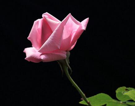 月季花春季管理方法,5個方麵進行科學管理