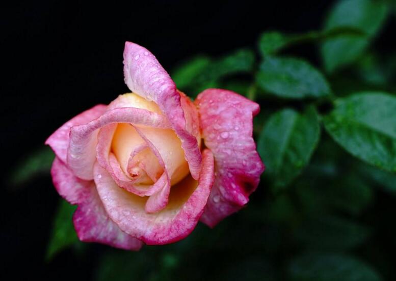 月季花春季管理方法,5個方麵進行科學管理