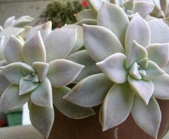 寶石花的花語是什麼，代表著一種永不凋謝的愛、大富大貴