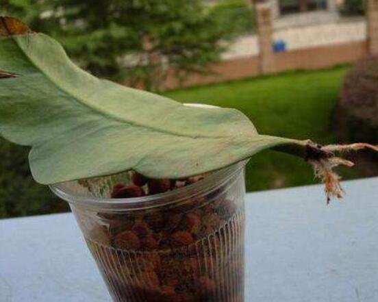 曇花的繁殖方法,盤點最常見的三種繁殖方法(扡插/播種/嫁接)