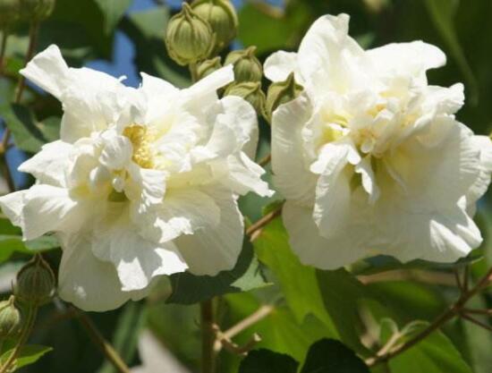 白色芙蓉花花語是什麼,代表著早熟、纖細之美、純潔