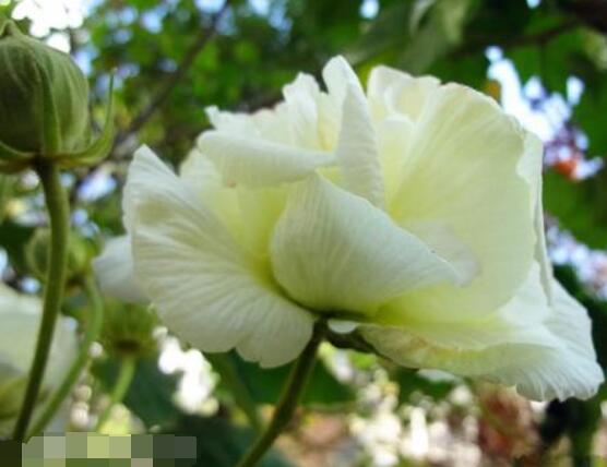 白色芙蓉花花語是什麼,代表著早熟、纖細之美、純潔