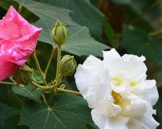 白色芙蓉花花語是什麼,代表著早熟、纖細之美、純潔