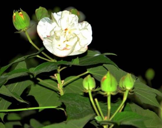 白色芙蓉花花語是什麼,代表著早熟、纖細之美、純潔