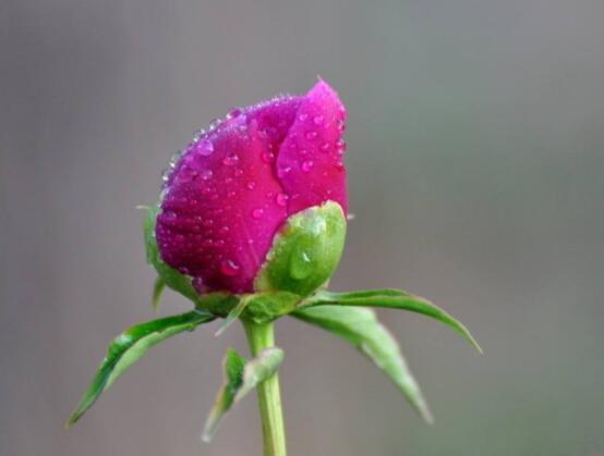 芍藥花幾年開花,每年隻含苞盛放一次(花期5-6月)