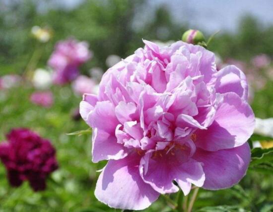 芍藥花幾年開花,每年隻含苞盛放一次(花期5-6月)