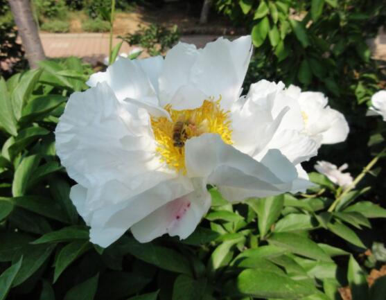 芍藥花幾年開花,每年隻含苞盛放一次(花期5-6月)